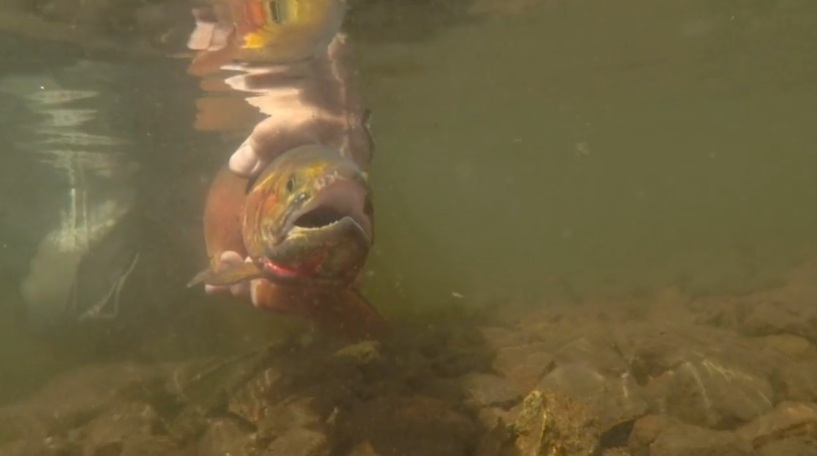 Ch Home Page Fish